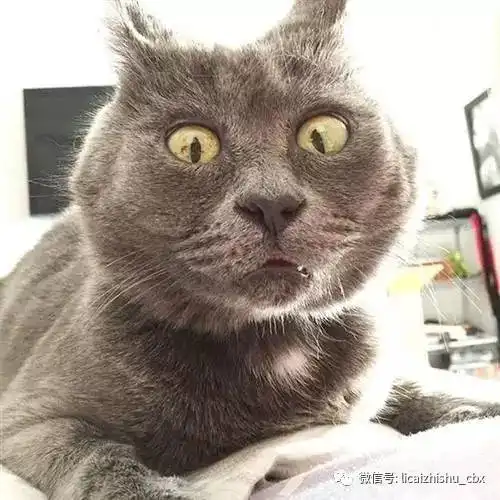 歪嘴猫表情包