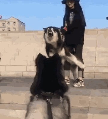  偶遇恶犬,阿拉斯加边吠叫边后退,主人打不过就跑,狗怂话还多