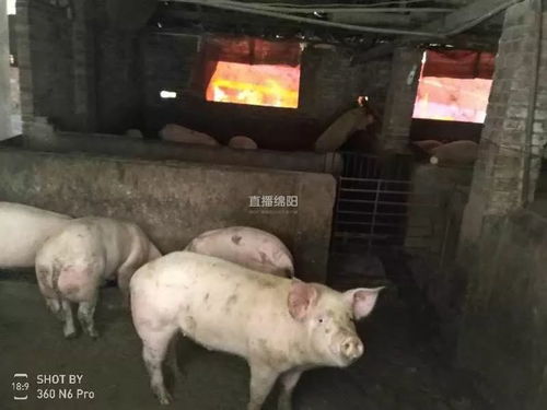  后悔已晚盐亭一养殖户用泔水喂猪,被行拘