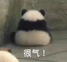  哈哈哈,看熊猫滚滚摔跤看到沉迷熊猫一天到底要摔多少个跟头