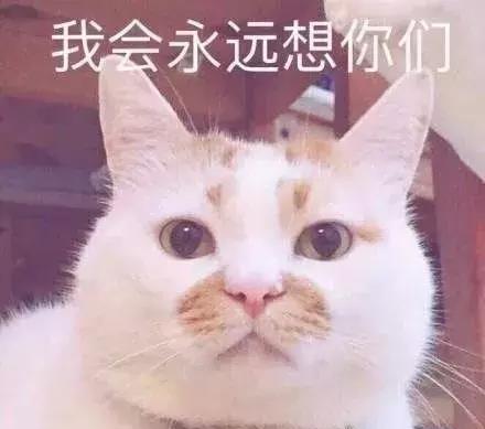  失明的金毛被人折磨,却用笑容治愈全世界人,如今它永远的离开了