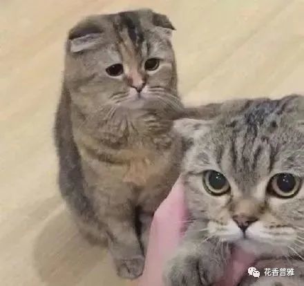  猫猫能有多委屈别说了,我已经开始自责了