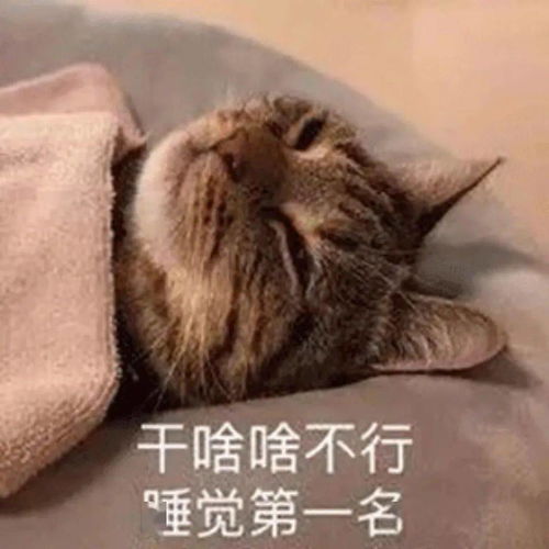  假期末专用猫猫表情包