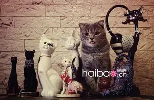 打滚表情包猫猫摄影师