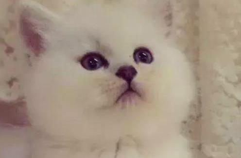  心理测试四只猫咪,你会选择养哪只测出你深藏不露的那一点