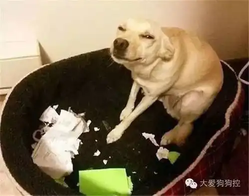 养鸡表情包高清主人