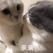  萌宠表情包必须爱我没有选择