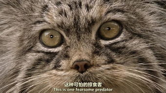  颜丑还要互相伤害表情包界的宿命之战
