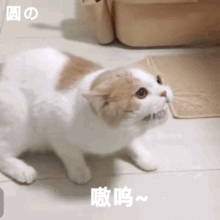  可爱的猫咪动图表情包