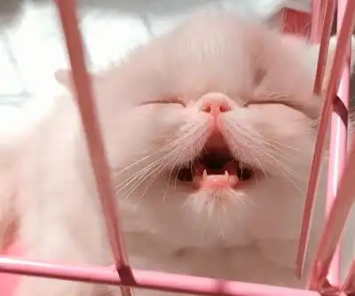  小猫咪做梦梦到吃小鱼干,张着嘴巴睡觉笑哈哈,可爱表情萌翻了