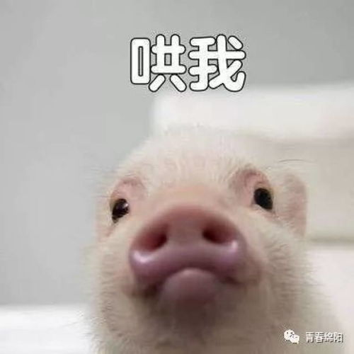  你们一天发800次的表情包网红到底是谁