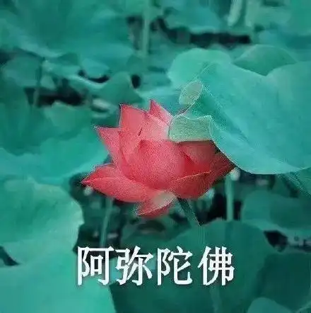  大家有没有关于花的头像或者背景图