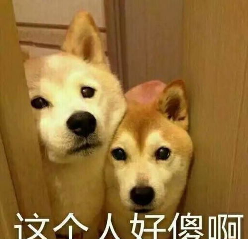 身为养狗人,谁的手机没有几张,狗狗沙雕表情包呢
