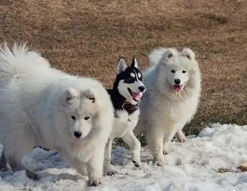  雪橇三傻搜狗百科