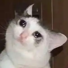  请问有这种流泪猫猫头的表情包吗