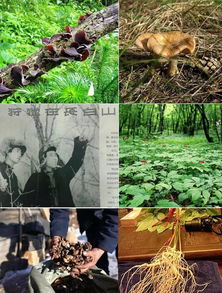  中国枫叶最红最艳的地方,辽宁丹东第十一届天桥沟枫叶文化节即将开幕