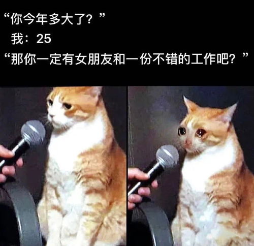  每日一笑剃过毛的猫猫,像是被ps过的奇怪生物