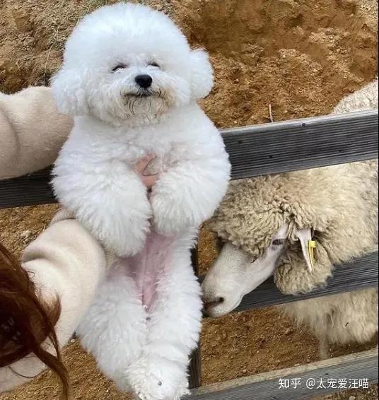  超软萌的狗狗背影转过脸却画风不太对