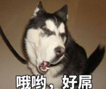  萌狗招募你家的狗狗要火啦