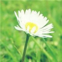  最旺运气的微信头像花草图片微信头像图片大全