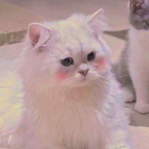  有没有奶萌奶萌的小猫咪表情包