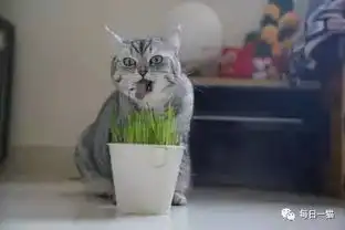  这只猫吃草的全过程,总感觉有点毛骨悚然