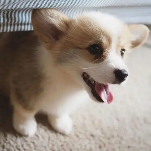  笑出声大爷给柴犬狗子带上了戴铁盆头盔,秒变表情包