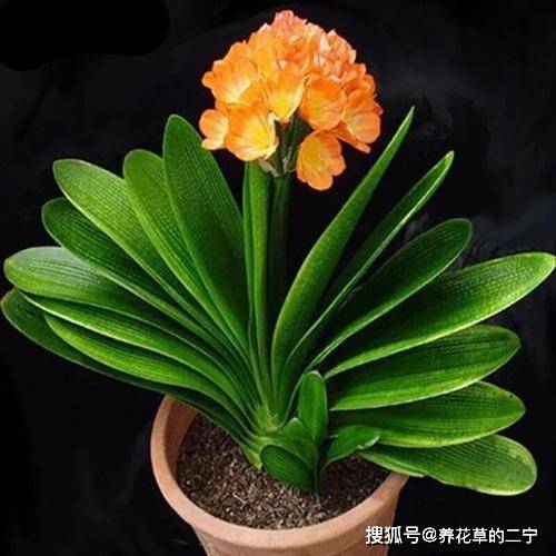  居家养花,首选这6种,对全家都有好处,值得拥有净化空气叶片