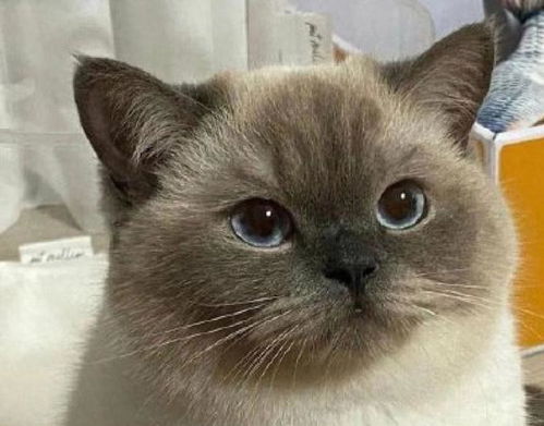 破防猫猫头表情包沙雕