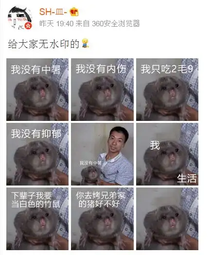 笑到泪奔竹鼠表情包窜上热搜吃它有一百种理由漂亮抑郁中暑