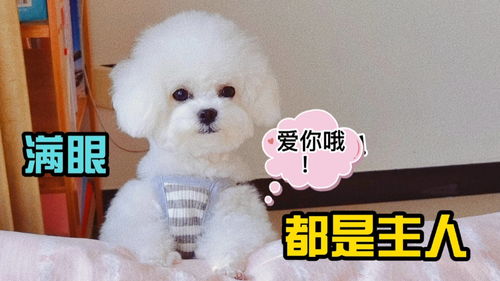  猫狗双全的家庭,谁对主人的爱最多满眼都是主人的狗狗完胜猫咪