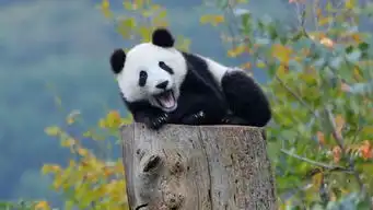 一只白猫旁边一个问号的