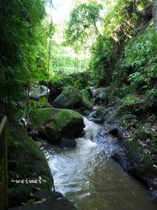  漫步三月巴厘岛库塔蓝梦岛乌布非代理自由行难忘稻田美景