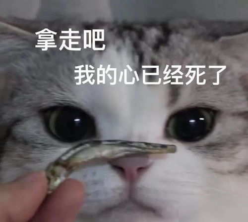  山河令直播变录播龚俊张哲瀚衣服都没换,剧粉大喊诈骗犯