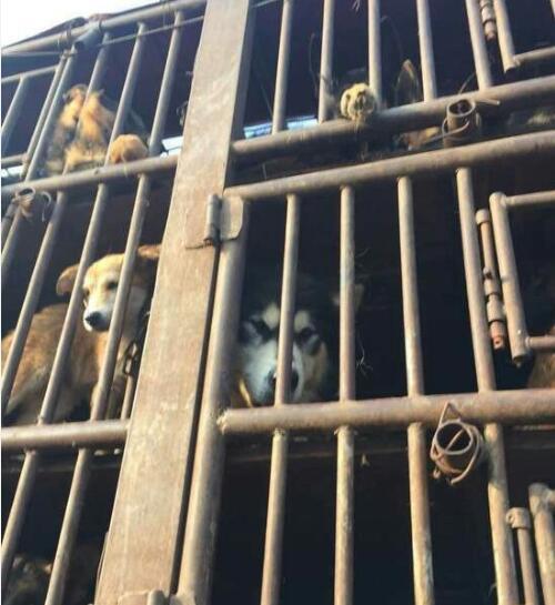  志愿者高速拦疑似贩狗货车狗主人发现自家金毛