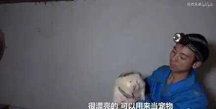  洪世贤王境泽华农兄弟是什么梗洪世贤王境泽华农兄弟表情包分享
