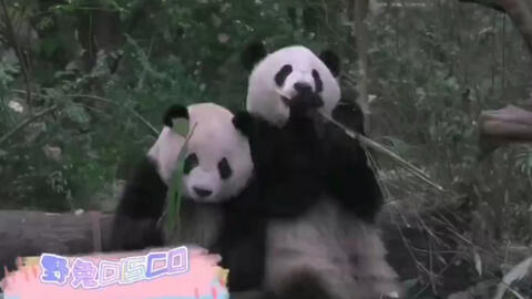  功夫熊猫