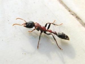  红黑细长蚁