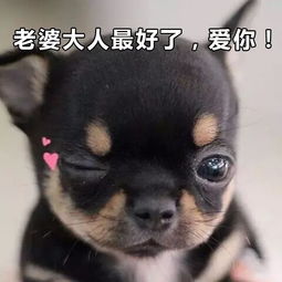  技术帖直男和小仙女都喜欢用什么样的表情包