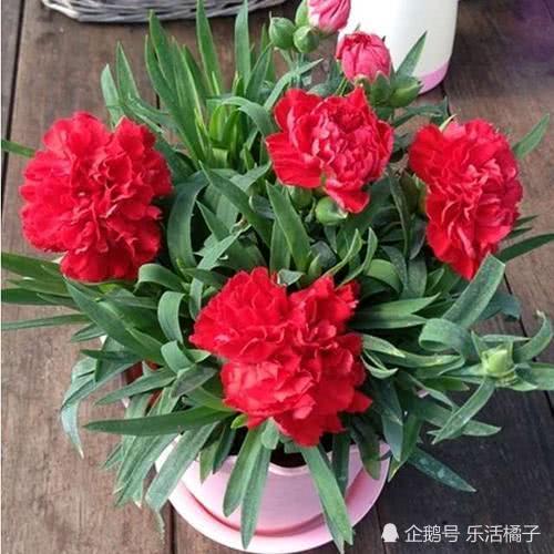  春暖花开,女神节妇女节必备献给母亲康乃馨,其实还可以这样养花