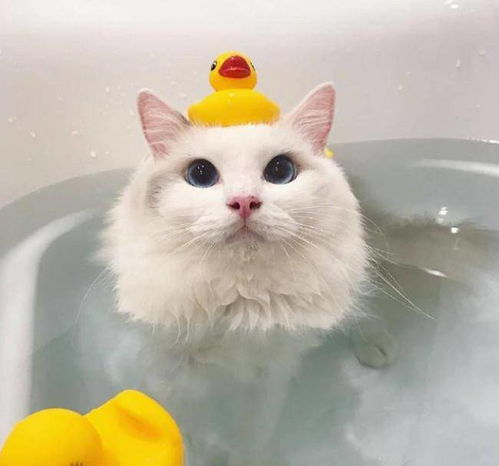  布偶猫非常喜欢泡澡,画面太美了,这是什么神仙猫咪呀