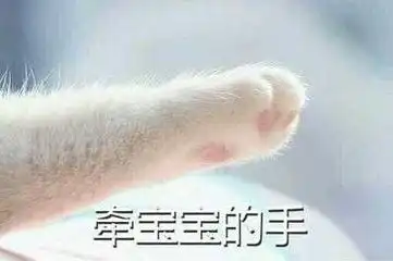想吃小孩猫咪表情包表情