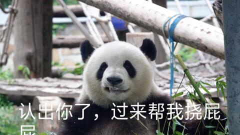 拔剑吧表情包熊猫