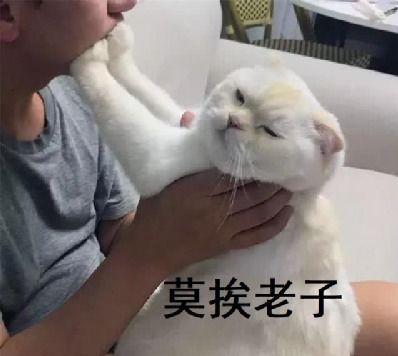  猫咪咪咪中间的小点是啥奇怪的知识增加了