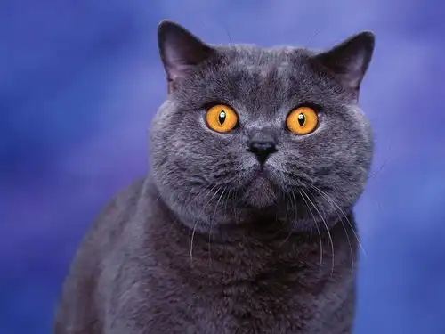  养了一年的猫掉毛严重,猫咪都是很掉毛的吗