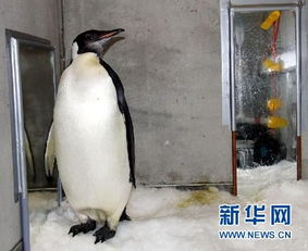  企鹅也旅行北漂至新西兰企鹅乘考察船返回南极