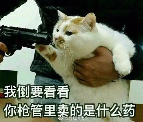  网红猫楼楼去世,很多人可能不知道它的名字,却一定用过它的表情包