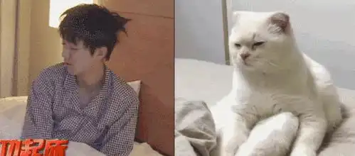  明星大撞脸王俊凯撞猫咪肖战撞兔子李现的鼹鼠我服了