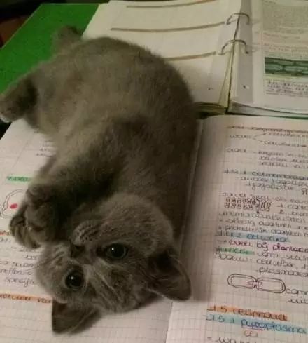  请问你家电脑长猫了吗
