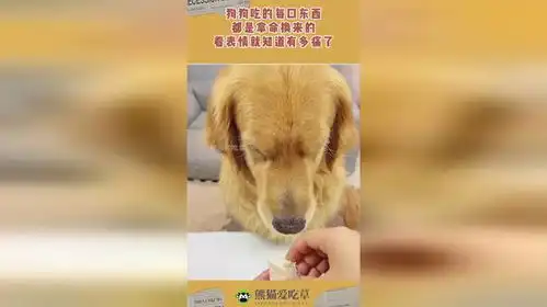 狗狗吃的每口东西,都是拿命换来的,看表情就知道有多痛了